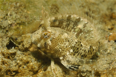Babica jelenka (foto Borut Furlan, YouSea)